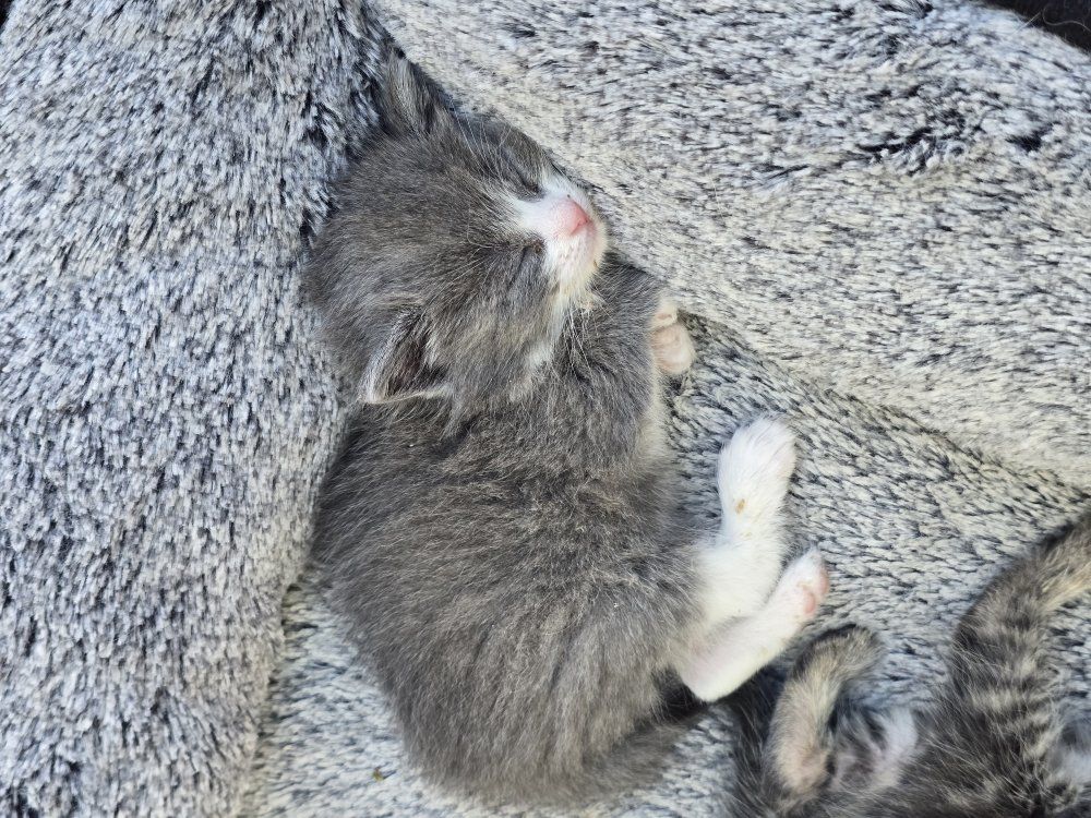 MISSING KITTEN