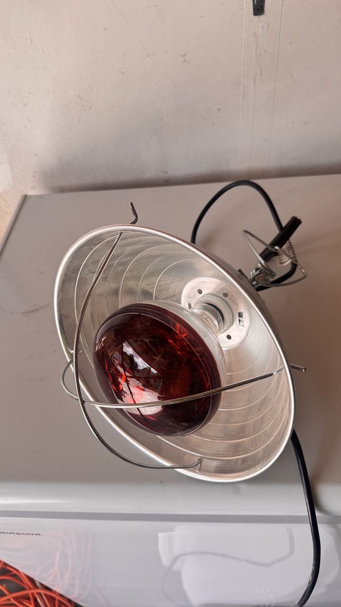 Brooder Heat Lamp Model with Bulb 120V