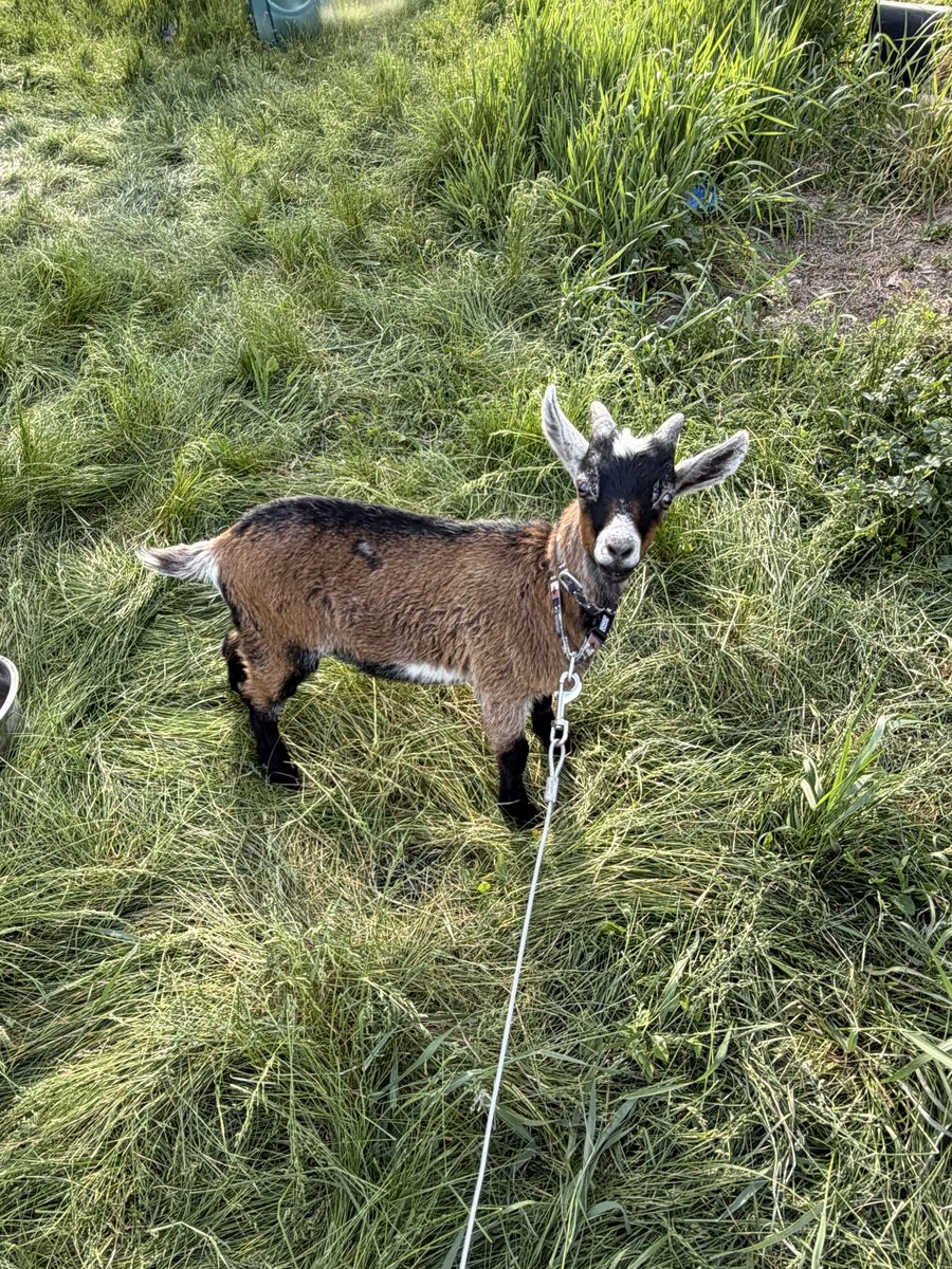 Male Goat