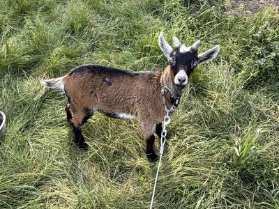 Male Goat