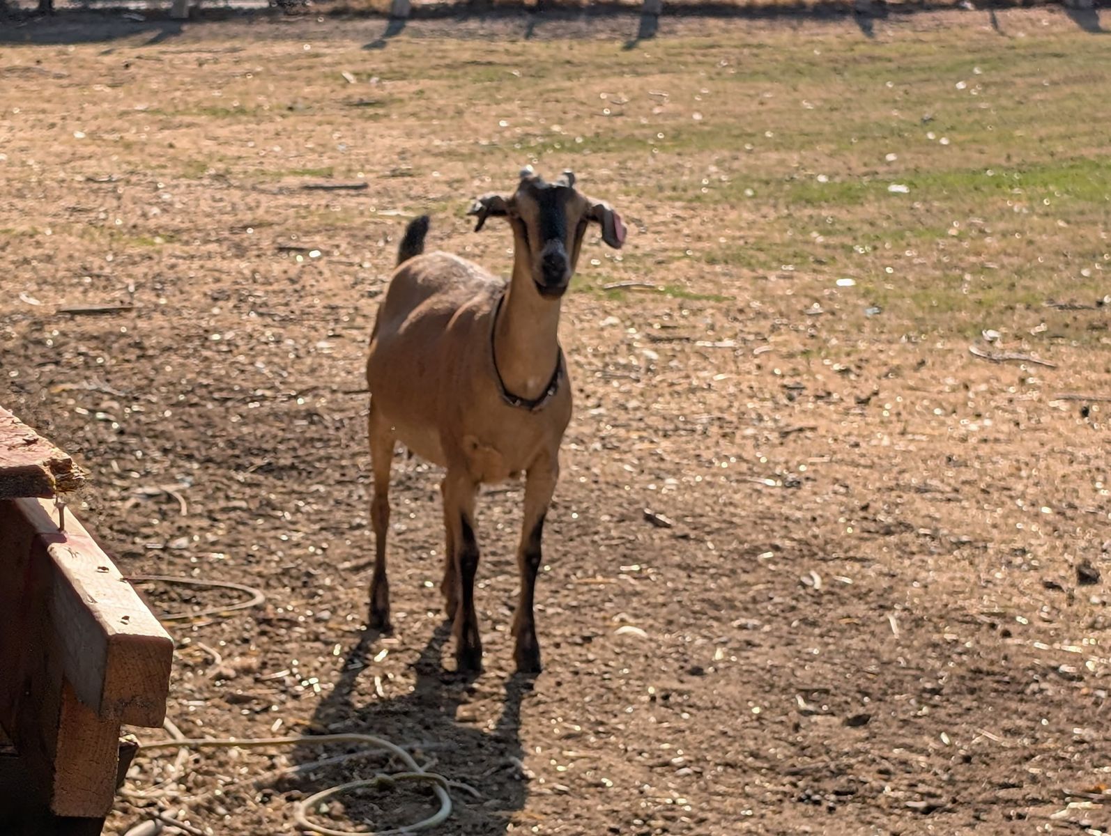 Brown Mini Nubian/Alpine Dairy Goat