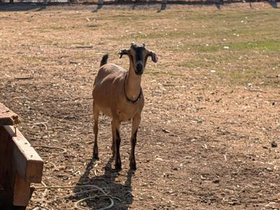 Brown Mini Nubian/Alpine Dairy Goat