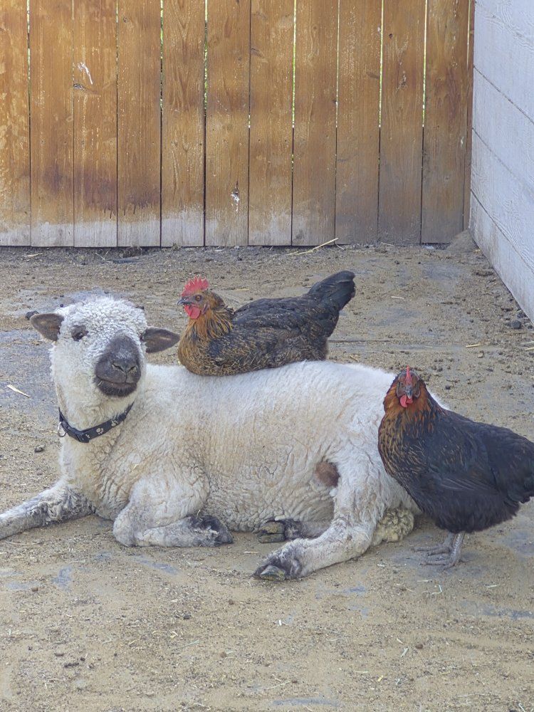 valais blacknose / babydoll cross ram lamb