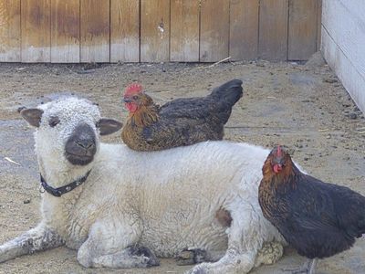 valais blacknose / babydoll cross ram lamb