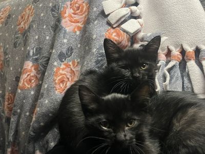 Hypoallergenic Russian Blue siberian Mix Kittens!!