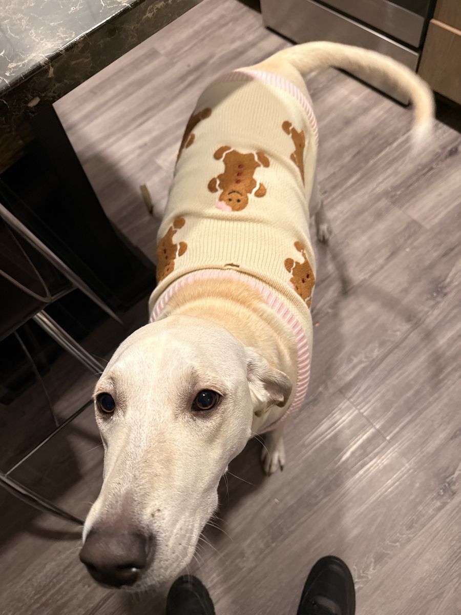 Leia – Loving 1.5-Year-Old Spayed Dog Looking for a Great Home/ Labrador - Coonhound mix