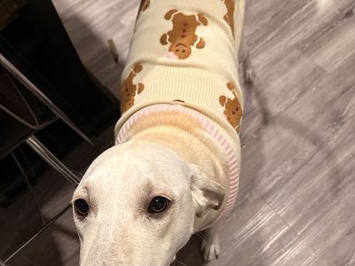 Leia – Loving 1.5-Year-Old Spayed Dog Looking for a Great Home/ Labrador - Coonhound mix