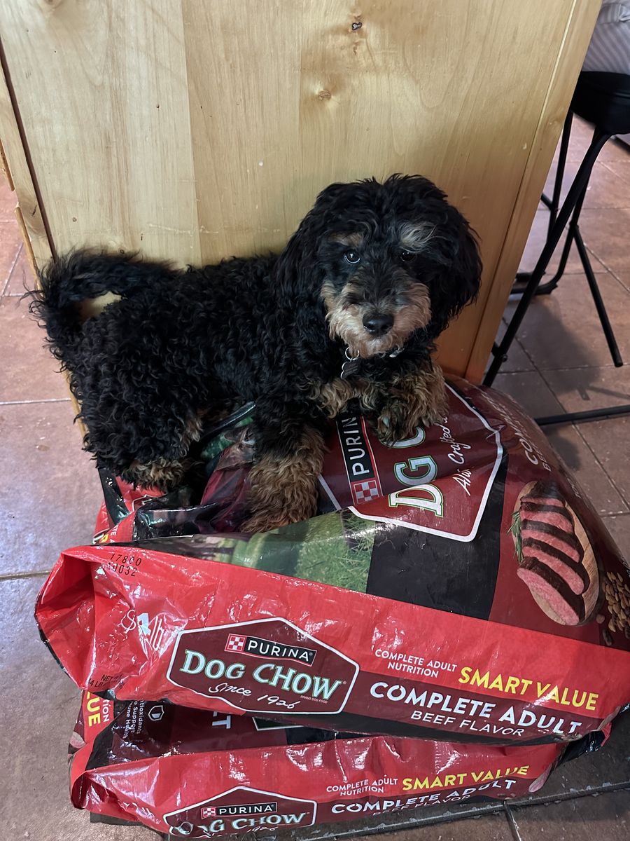 1 Year Old Micro Mini  Bernedoodle