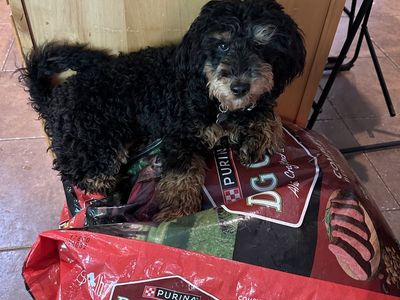 1 Year Old Micro Mini Bernedoodle