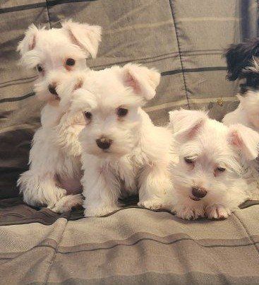 female schnauzer puppies