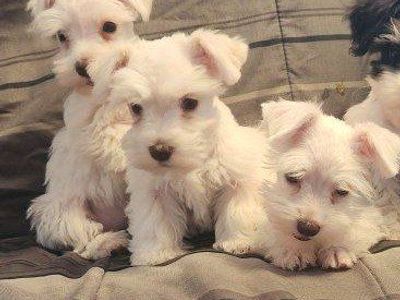 female schnauzer puppies