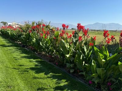 Canna Bulbs