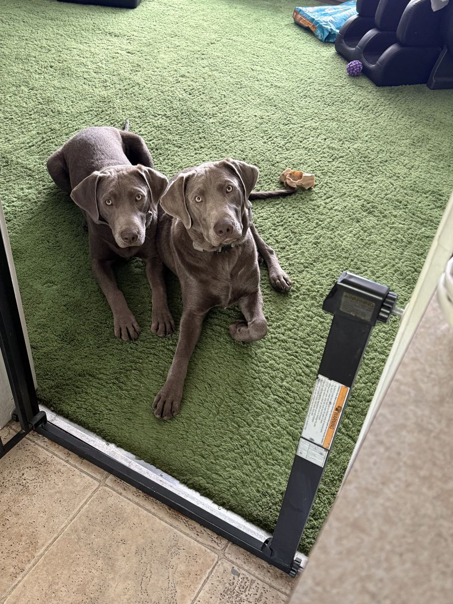 Purebred Silver Labrador Retrievers (Male) - Rehoming