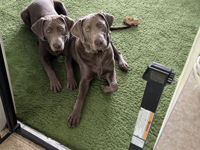 Purebred Silver Labrador Retrievers (Male) - Rehoming