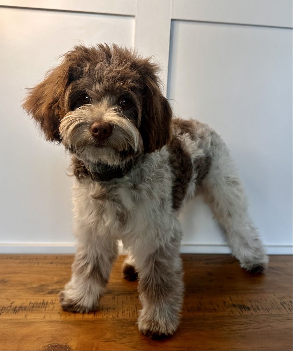 Chocolate parti roan cavapoo stud