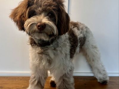 Chocolate parti roan cavapoo stud