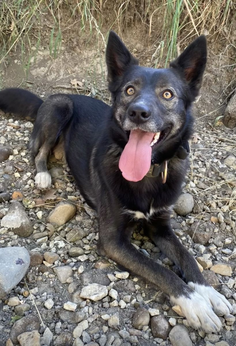 Free PUP to a good LOVING home