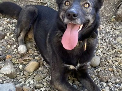 Free PUP to a good LOVING home