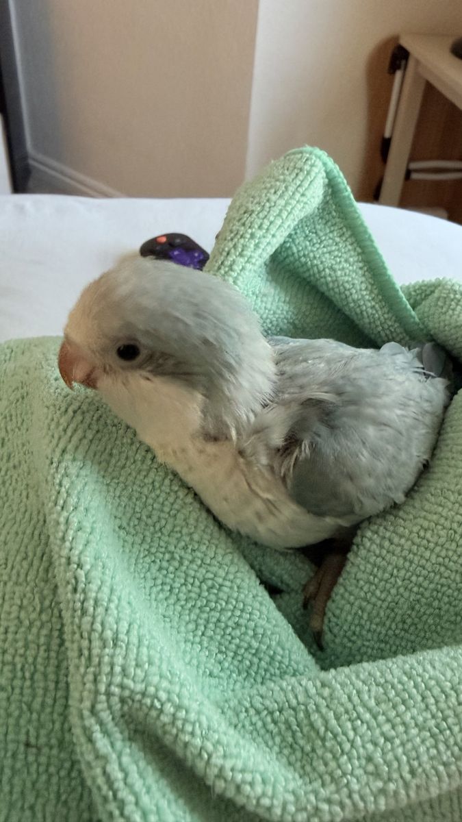 Quaker