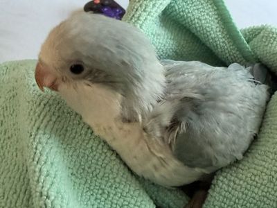 Quaker