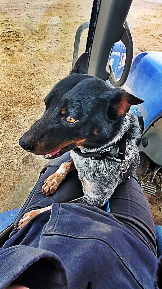 Sgt. Noodles Needs A Home!