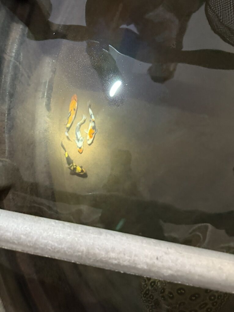 Beautiful Japanese Koi