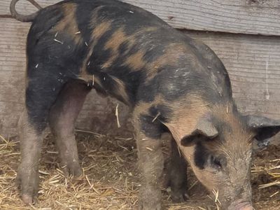 Piglets