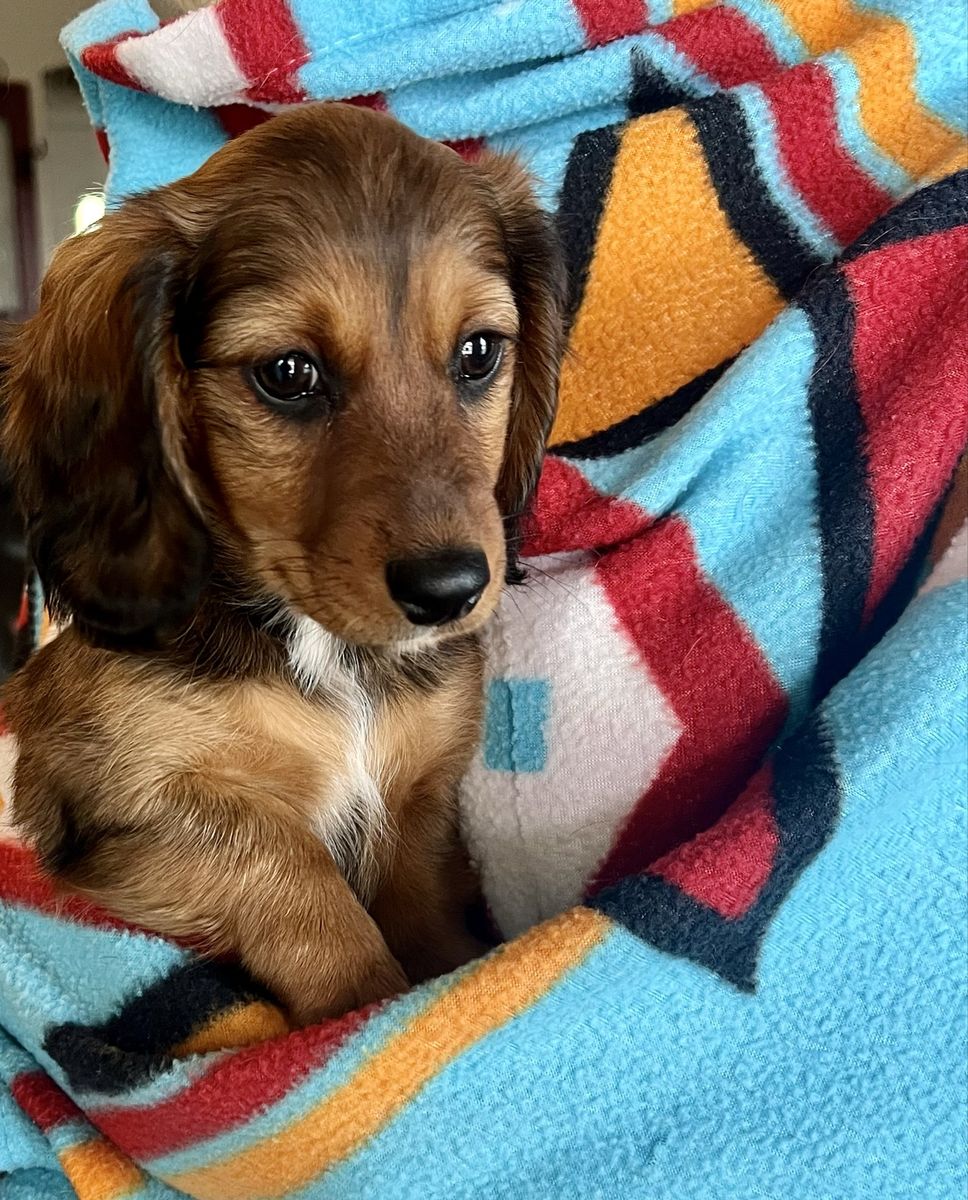 Mini Dashchund