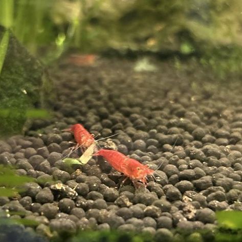 Red Cherry Shrimp (Neocaridina)