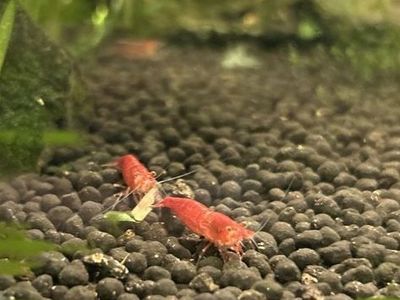 Red Cherry Shrimp (Neocaridina)