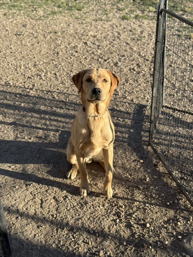 1 yr old Lab/Golden Retriever