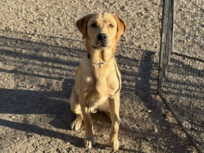1 yr old Lab/Golden Retriever