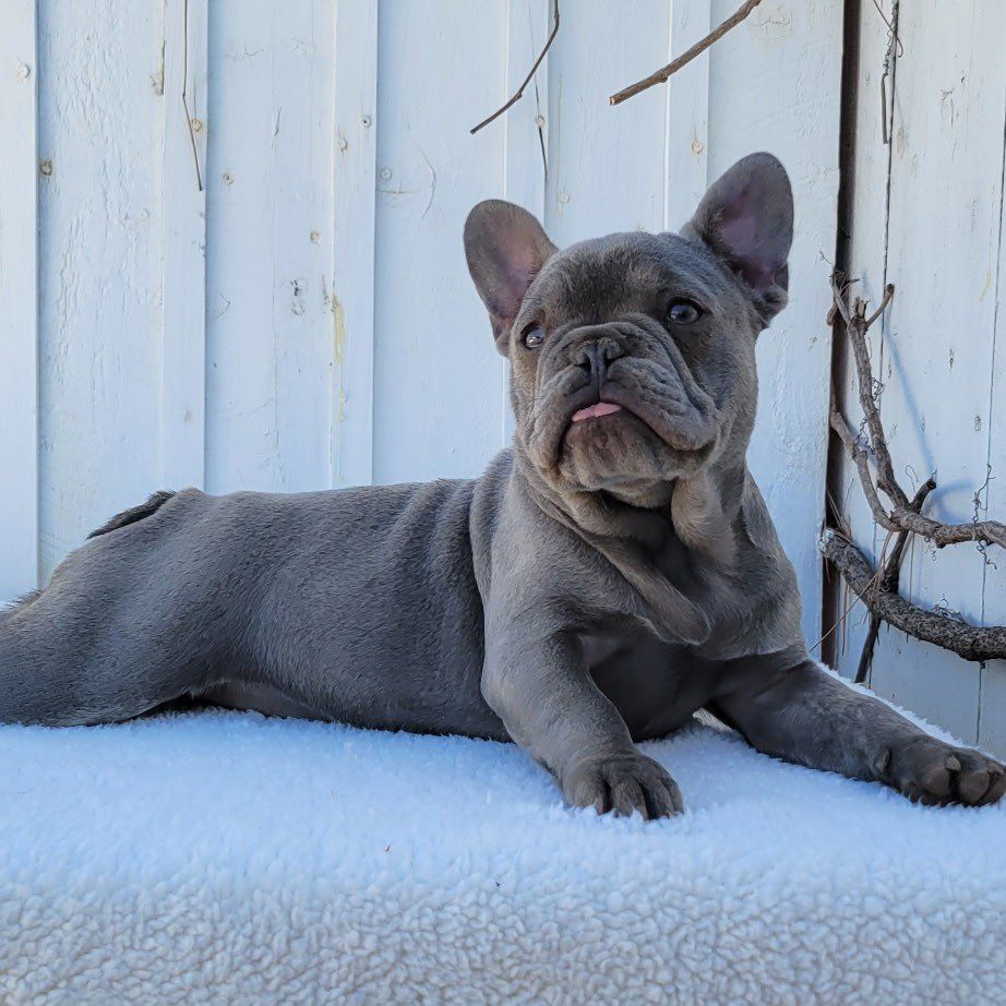 French Bulldogs