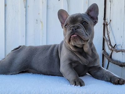 French Bulldogs