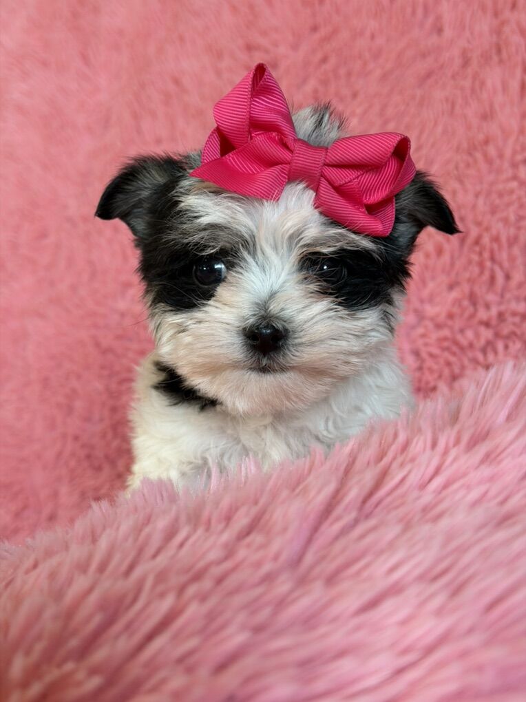 Adorable Little 3/4 Yorkie Puppies Yorkie Maltese