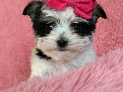 Adorable Little 3/4 Yorkie Puppies Yorkie Maltese