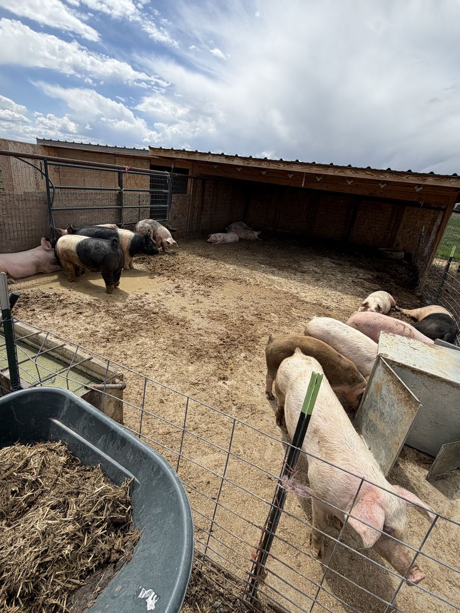 Pigs