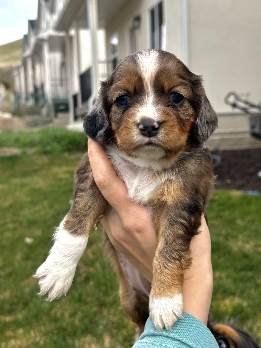 Mini Aussie/Cocker x Springer Spaniel Puppies