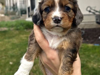 Mini Aussie/Cocker x Springer Spaniel Puppies