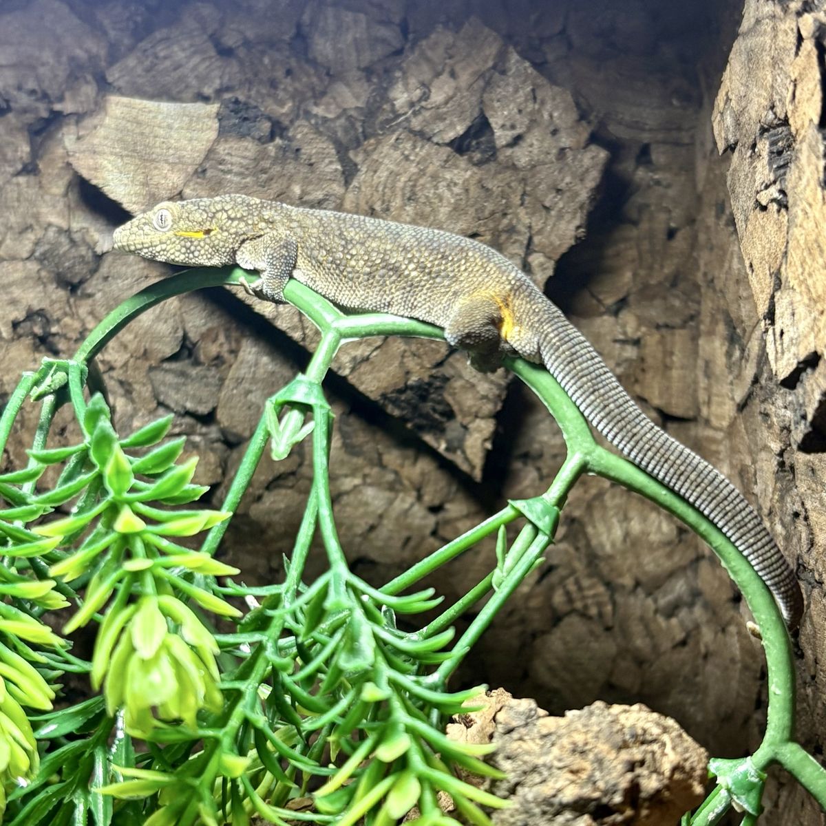 Male Chameleon Gecko