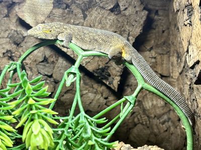 Male Chameleon Gecko
