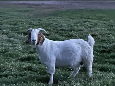 Tag 57 Wether genetics