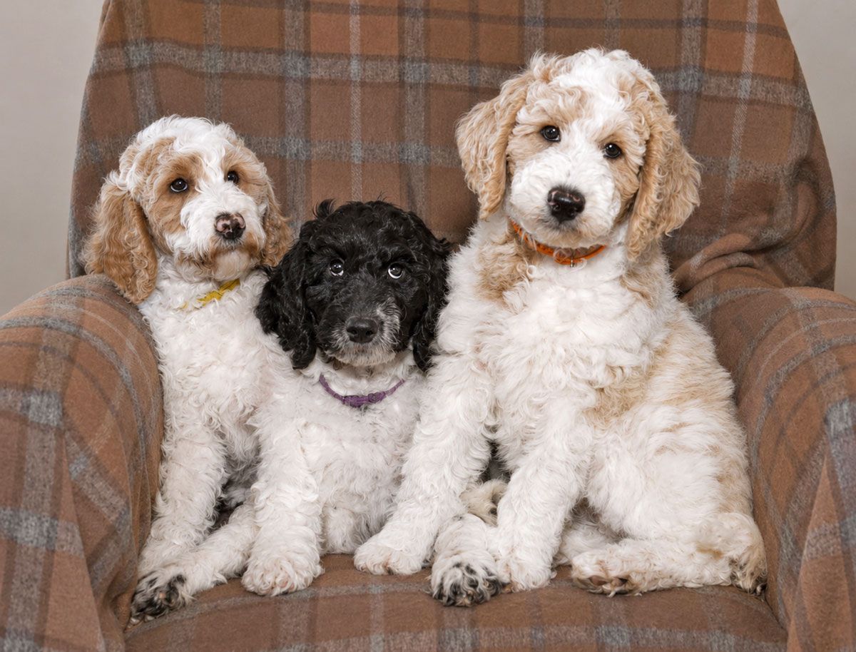 Multi-Gen Mini Goldendoodles