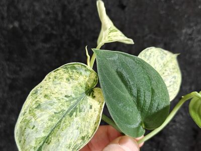 Scindapsus Silver Dark Form and Peasun