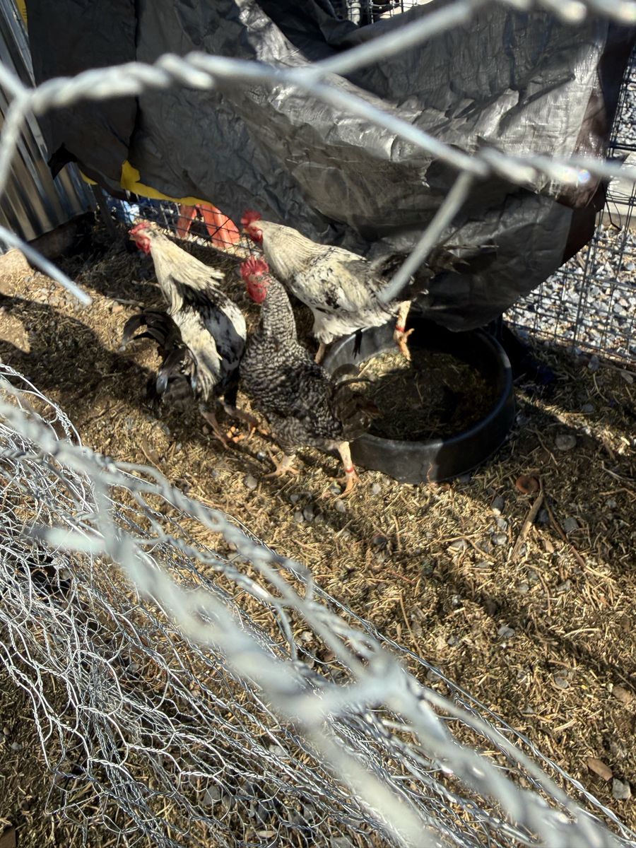 Roosters