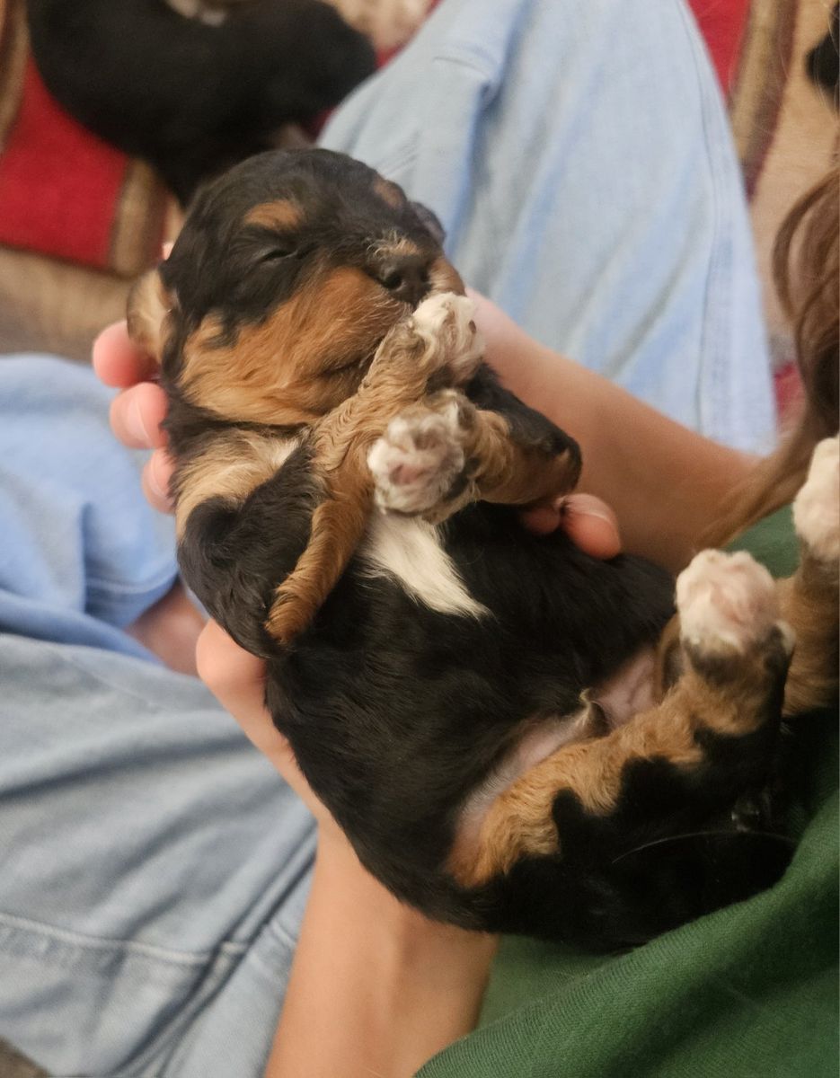 Cavapoo Puppies - Multiple Colors Available.