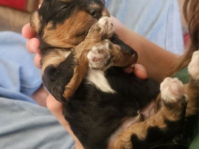 Cavapoo Puppies - Multiple Colors Available.