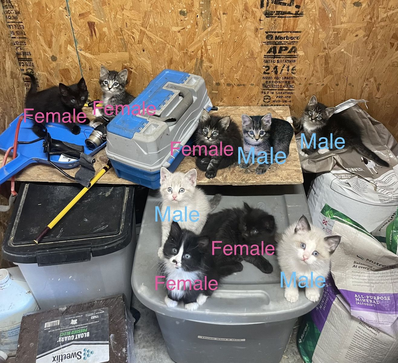 Adorable, Friendly Barn Kittens