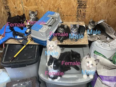 Adorable, Friendly Barn Kittens