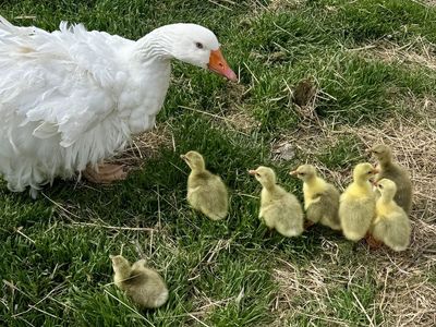 Sebastapol Goslings